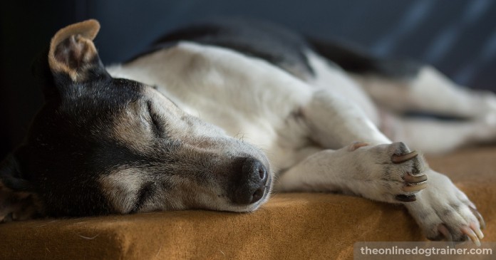 5 Benefits CBD Oil May Provide to Senior Dogs BLOG IMAGES 2