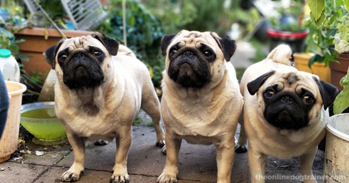 You can determine what is best for your dog