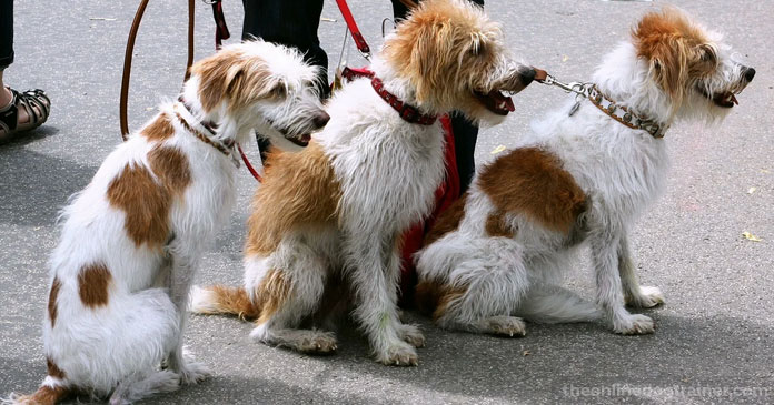 5-Ways-You-Can-Give-Back-to-Your-Local-Dog-Rescue-This-Holiday-Season-BLOG-IMAGES-1