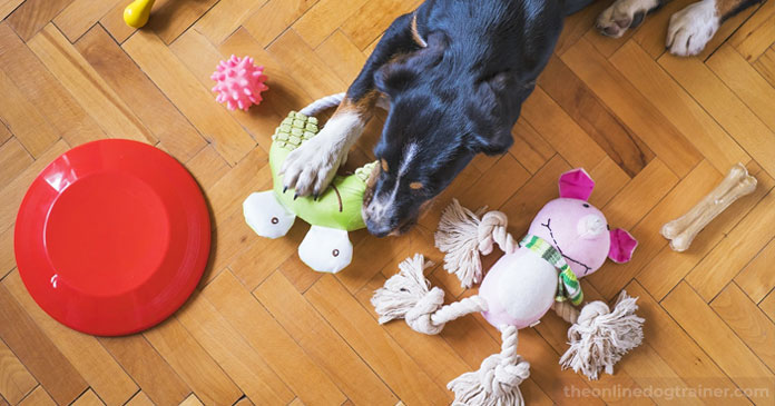 5-Ways-You-Can-Give-Back-to-Your-Local-Dog-Rescue-This-Holiday-Season-BLOG-IMAGES-3