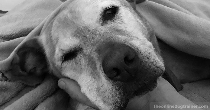 7-Life-Lessons-from-My-Beloved-Dog-Peanut-BLOG-IMAGE5