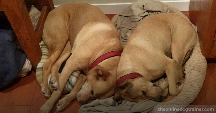 7-Life-Lessons-from-My-Beloved-Dog-Peanut-BLOG-IMAGE6