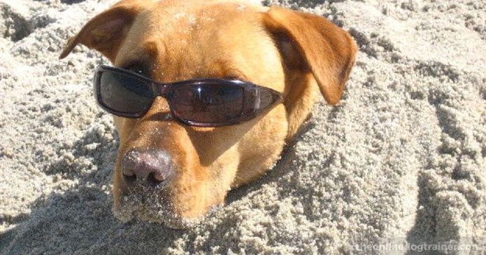 7-Life-Lessons-from-My-Beloved-Dog-Peanut-BLOG-IMAGE7