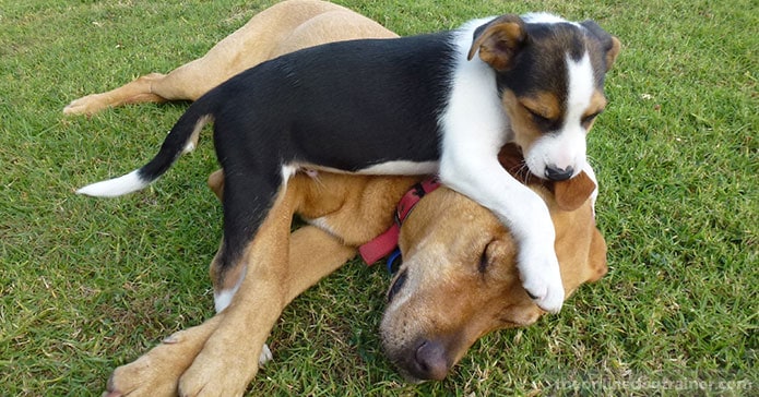 7-Life-Lessons-from-My-Beloved-Dog-Peanut-BLOG-IMAGE9