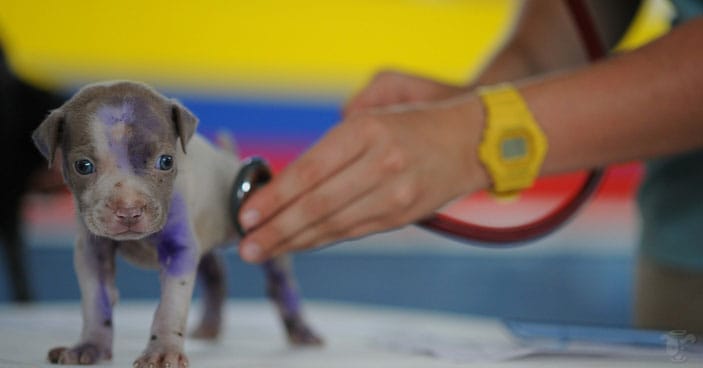 Are-You-REALLY-Ready-for-a-Christmas-Puppy-BLOG-IMAGES-2