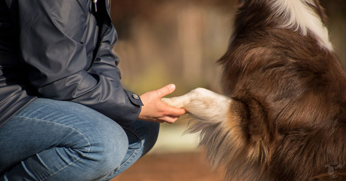 Are-You-REALLY-Ready-for-a-Christmas-Puppy-BLOG-IMAGES-3