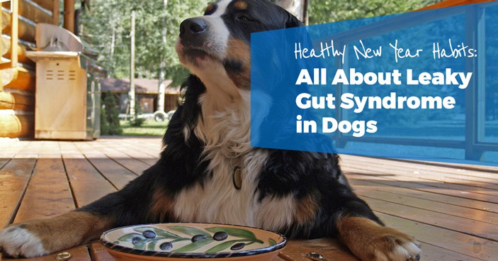 Are-You-REALLY-Ready-for-a-Christmas-Puppy-HEADLINE-IMAGE