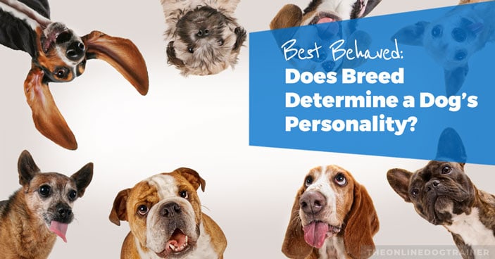 Best-Behaved-Dog-Breeds-Does-Breed-Determine-a-Dogs-Personality-HEADLINE