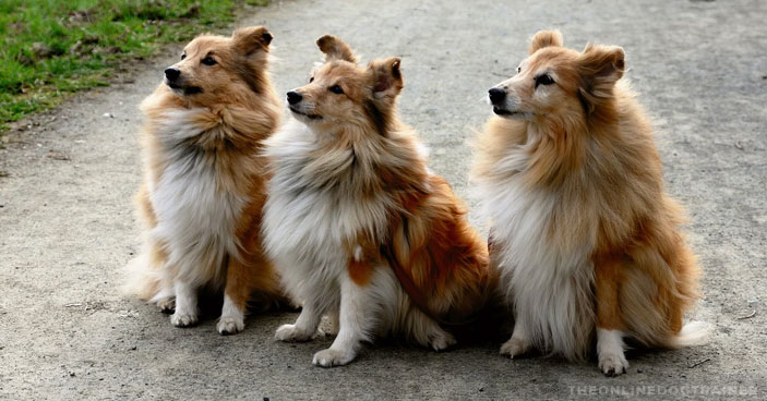 CBD-Oil-for-Dogs-The-Key-to-Training-Untrainable-Dogs-BLOG-IMAGES-2