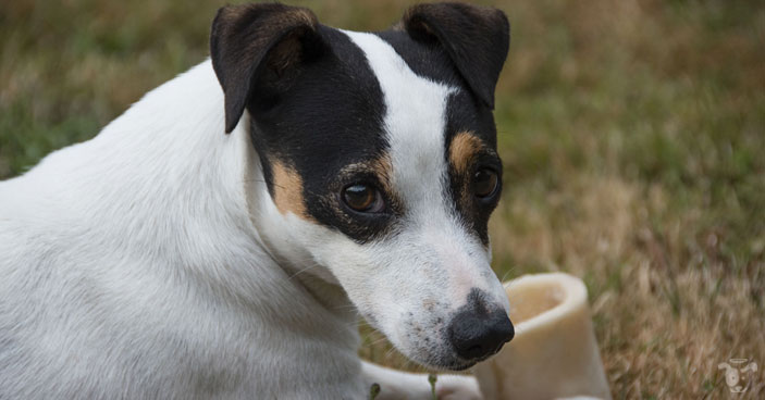 It's natural instinct for dogs to chew