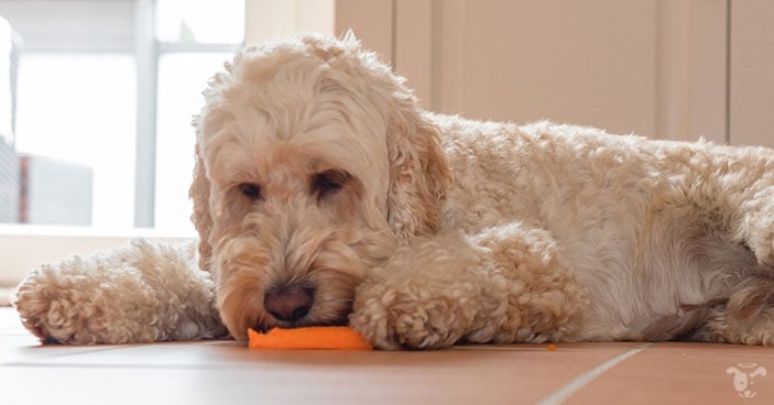 dog chewing a carrot