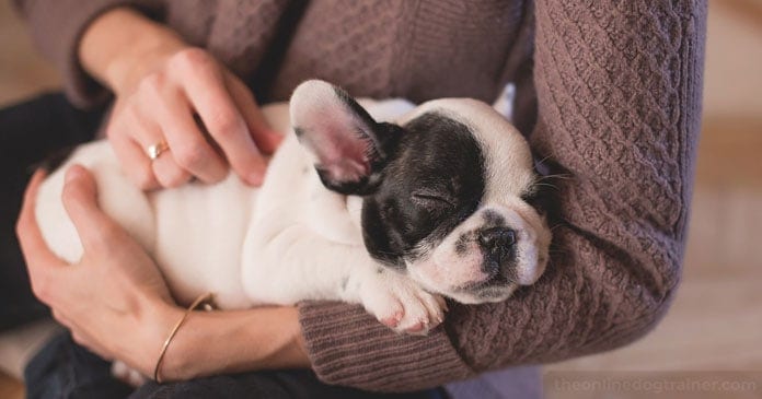 Christmas-Puppies-Are-You-Truly-Ready-For-The-Responsibility-of-a-Dog-BLOG-IMAGES-1