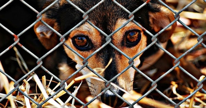 Christmas-Puppies-Are-You-Truly-Ready-For-The-Responsibility-of-a-Dog-BLOG-IMAGES-2