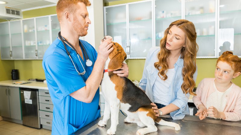 holistic vets for dogs