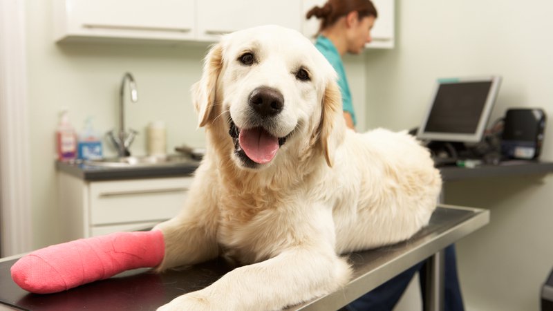 Finding the Best Vet for your Dogs