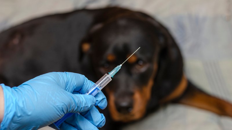 factors to consider when choosing the best vets