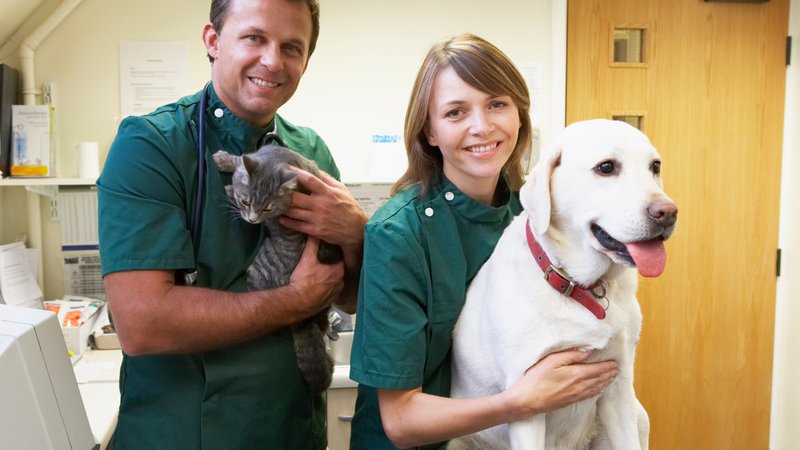 Best Vets for Dogs