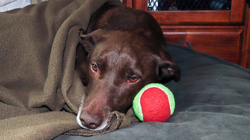 what to look for in the best vet