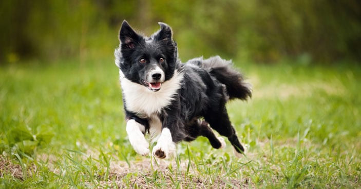 Dog-Training-Education-Month-How-to-Settle-a-Dog-Whos-Always-Busy-BLOG-IMAGES-1