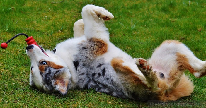 Dog-Training-Education-Month-How-to-Settle-a-Dog-Whos-Always-Busy-BLOG-IMAGES-3