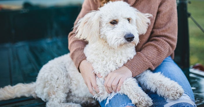 Dog-Training-Education-Month-How-to-Settle-a-Dog-Whos-Always-Busy-BLOG-IMAGES-4