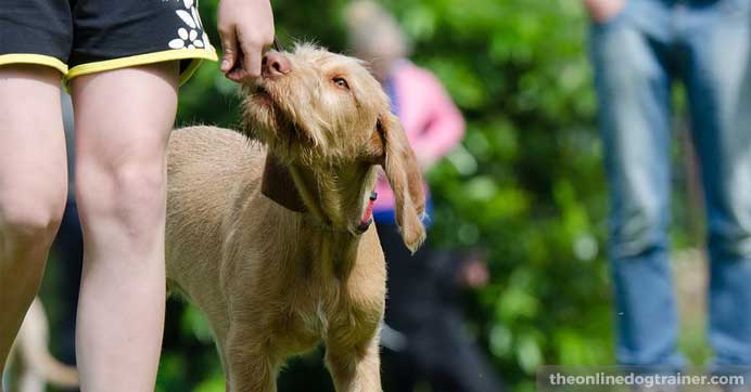 Training dog requires time