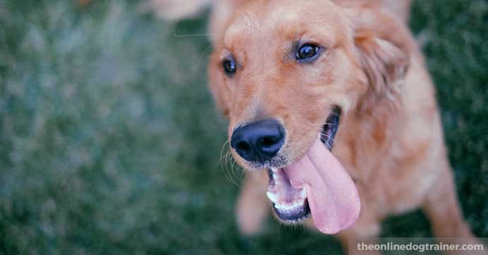 Dog enjoying his training