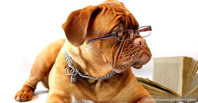 Training with Doggy Dan is a lifetime guarantee