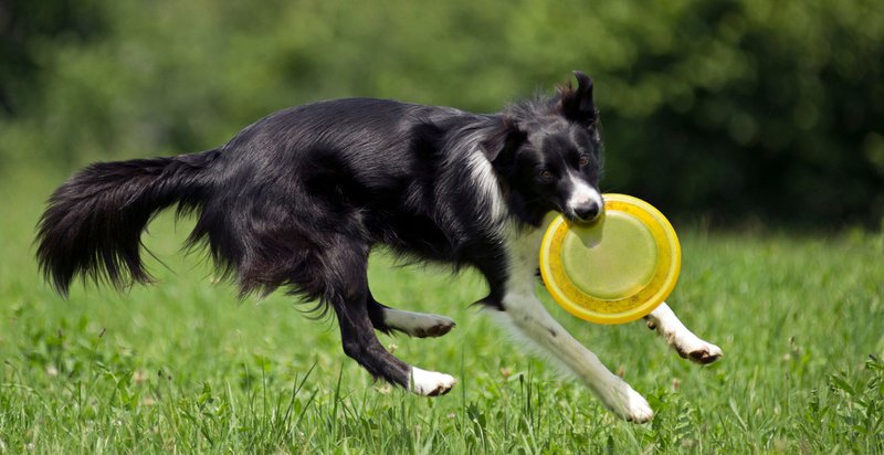 recommended exercises for dogs