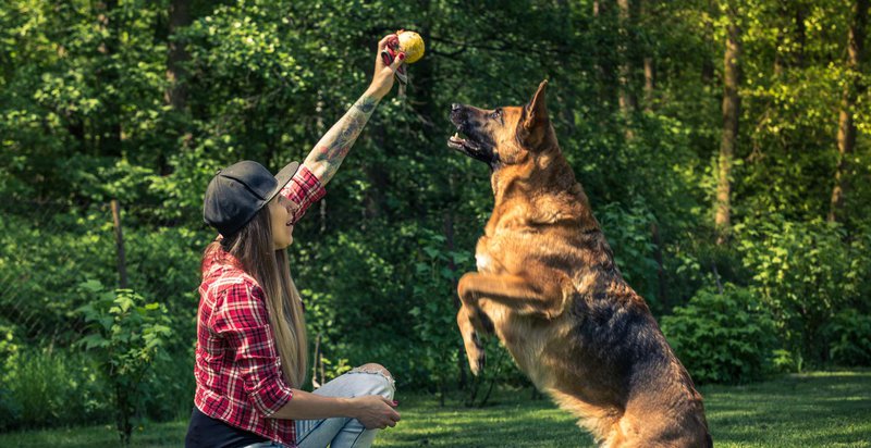 dog communication tips