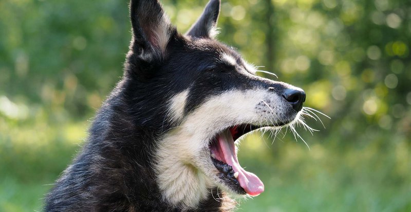 how dogs communicate