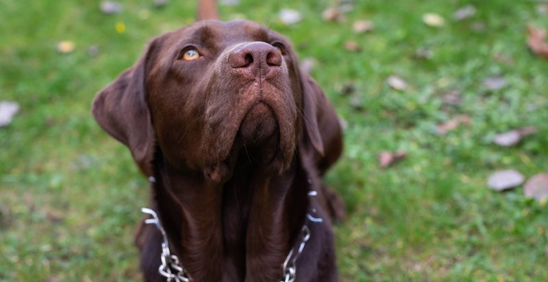 dogs communicate body language