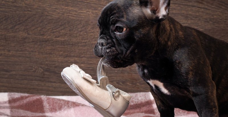 body language dog communication