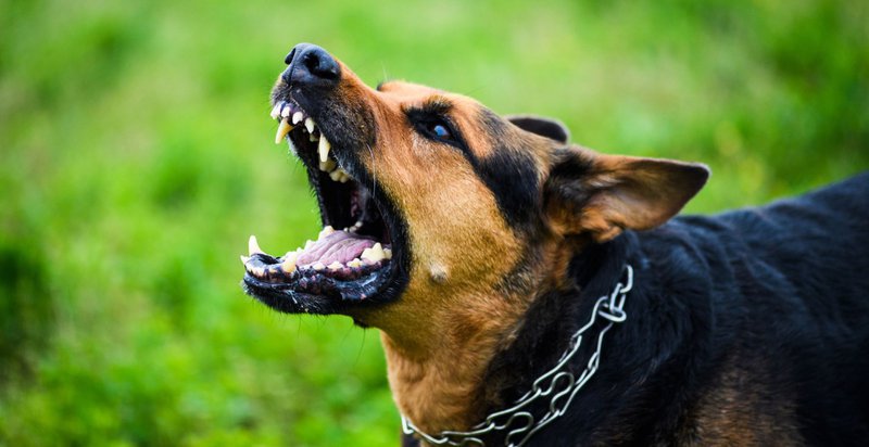 stress relief for dogs