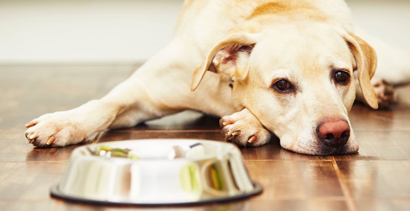 dog communication with owners