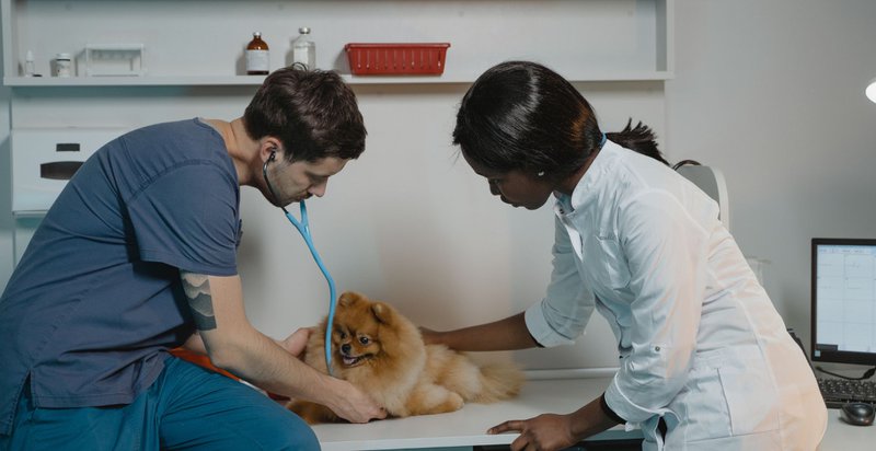 dog and stress relief