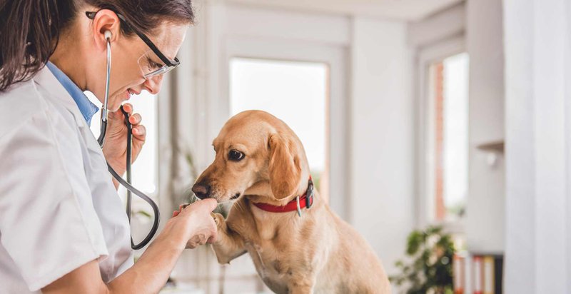 dog and stress relief