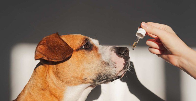 stress relief for dogs