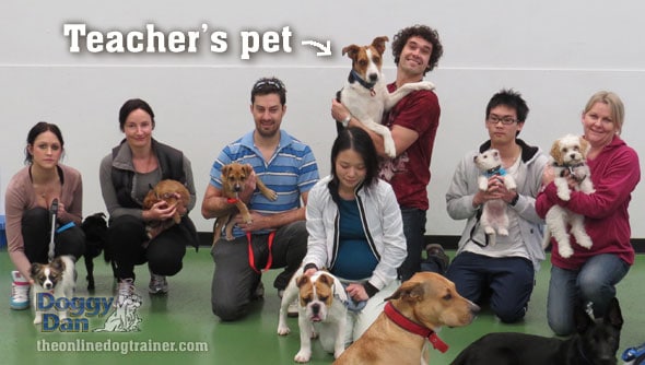 Puppy class training is not enough