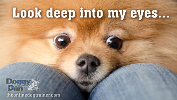 Understanding your dog