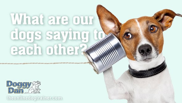 Learning to understand dogs body language