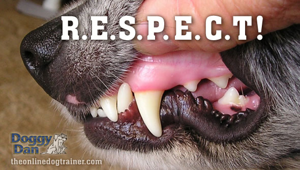 What causes a dog to bite