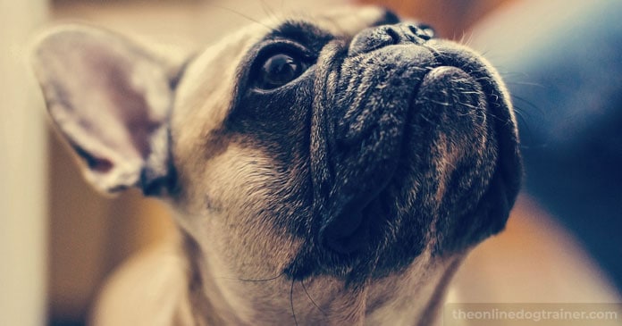 Doggy-Dans-7-Step-System-for-Keeping-Your-Dog-Off-the-Furniture-BLOG-IMAGES-5