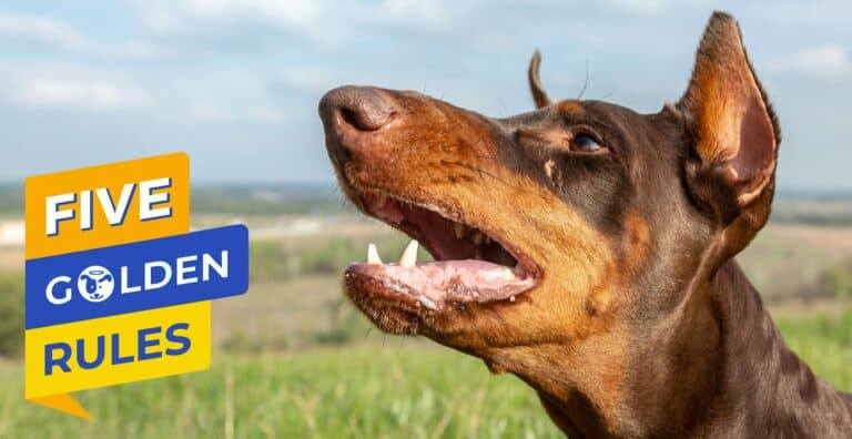 How to Stop Dog Barking with Doggy Dan Golden Rule #4: Dealing with Danger cover