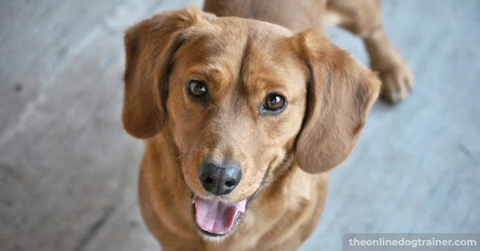 Doggy-Dans-Training-Tips-How-to-Potty-Train-an-Adult-Dog-BLOG-IMAGES-1