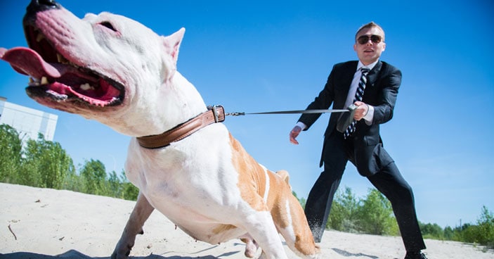 Doggy-Dan's-Ultimate-Guide-To-Leash-Training-&-Lovely-Dog-Walks