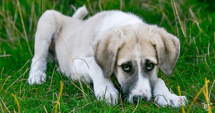 Healthy-New-Year-Habits-All-About-Leaky-Gut-Syndrome-in-Dogs-BLOG-IMAGES-2