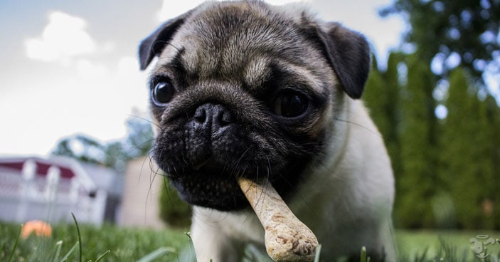 Healthy-New-Year-Habits-All-About-Leaky-Gut-Syndrome-in-Dogs-BLOG-IMAGES-3