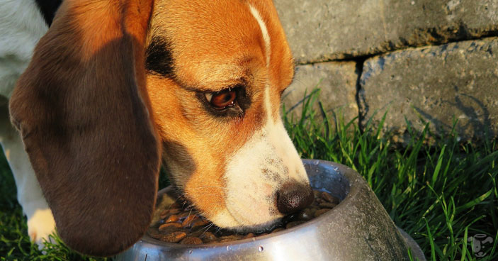 Healthy-New-Year-Habits-All-About-Leaky-Gut-Syndrome-in-Dogs-BLOG-IMAGES-4