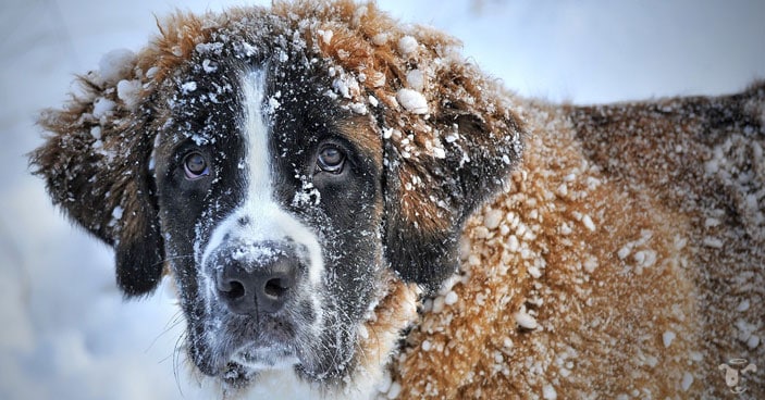 Hot-Weather-Dog-Grooming-Should-I-Shave-My-Pup-BLOG-IMAGES-2